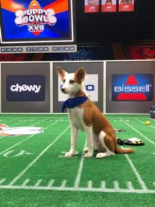 Brown and white dog on the Puppy Bowl field