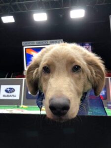 Up close of dogs face at the Puppy Bowl