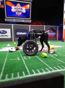 Dog with wheels for front legs on the Puppy Bowl field looking at toys